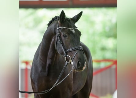 Westfale, Wallach, 4 Jahre, 168 cm, Schwarzbrauner