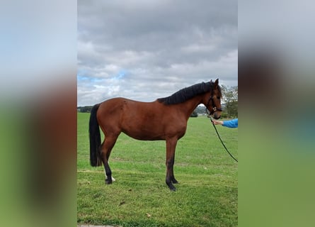 Westfale, Wallach, 4 Jahre, 169 cm, Brauner