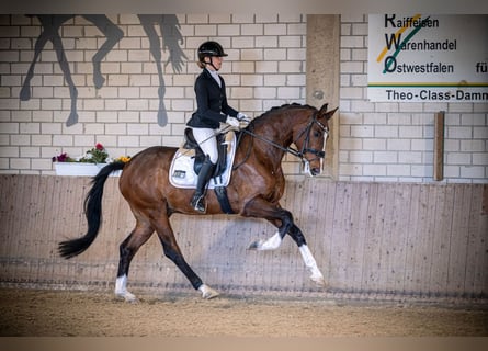 Westfale, Wallach, 4 Jahre, 169 cm, Brauner
