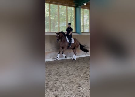 Westfale, Wallach, 4 Jahre, 169 cm, Brauner