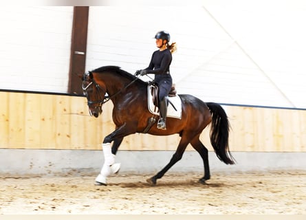 Westfale, Wallach, 4 Jahre, 169 cm, Dunkelbrauner