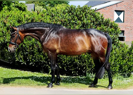 Westfale, Wallach, 4 Jahre, 169 cm, Dunkelbrauner