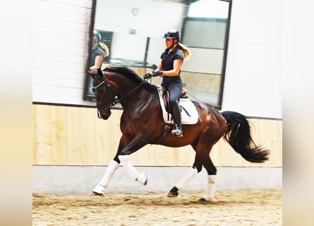 Westfale, Wallach, 4 Jahre, 169 cm, Dunkelbrauner