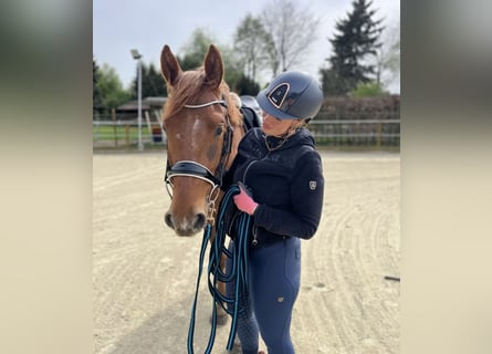 Westfale, Wallach, 4 Jahre, 169 cm, Fuchs