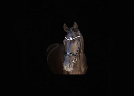 Westfale, Wallach, 4 Jahre, 169 cm, Rappe