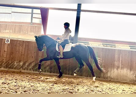 Westfale, Wallach, 4 Jahre, 169 cm, Rappe
