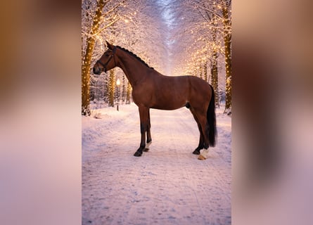 Westfale, Wallach, 4 Jahre, 170 cm, Brauner