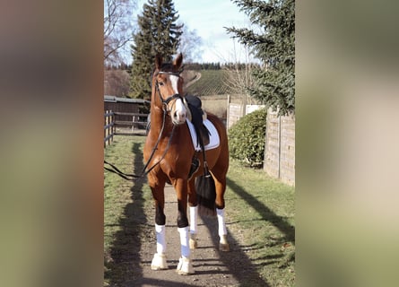 Westfale, Wallach, 4 Jahre, 170 cm, Brauner