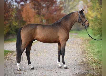 Westfale, Wallach, 4 Jahre, 170 cm, Brauner