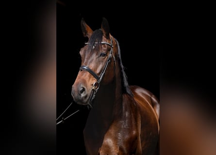 Westfale, Wallach, 4 Jahre, 170 cm, Dunkelbrauner