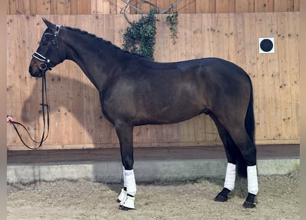 Westfale, Wallach, 4 Jahre, 170 cm, Dunkelbrauner