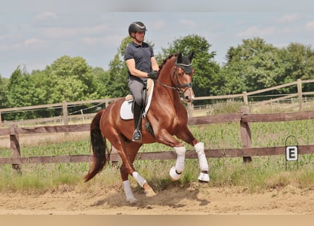 Westfale, Wallach, 4 Jahre, 170 cm, Dunkelfuchs
