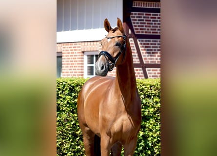 Westfale, Wallach, 4 Jahre, 170 cm, Fuchs