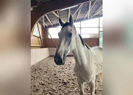 Westfale, Wallach, 4 Jahre, 170 cm, Schimmel