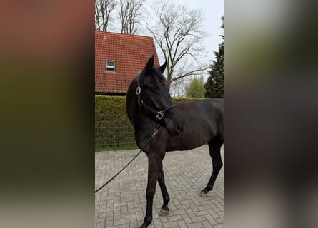 Westfale, Wallach, 4 Jahre, 170 cm, Schwarzbrauner