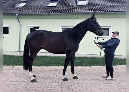 Westfale, Wallach, 4 Jahre, 170 cm, Schwarzbrauner