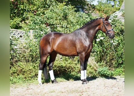 Westfale, Wallach, 4 Jahre, 172 cm, Brauner