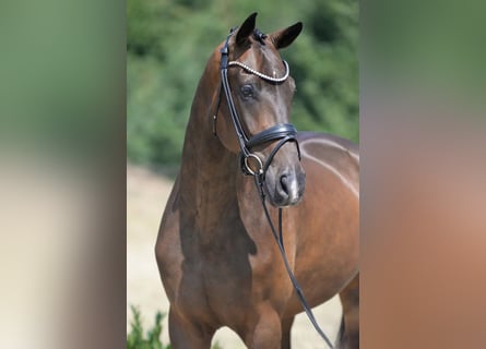 Westfale, Wallach, 4 Jahre, 172 cm, Dunkelbrauner