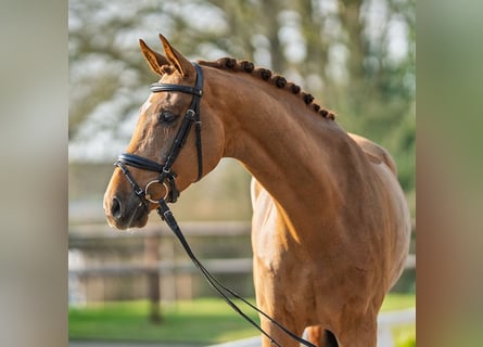 Westfale, Wallach, 4 Jahre, 172 cm, Fuchs