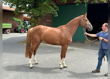 Westfale, Wallach, 4 Jahre, 172 cm