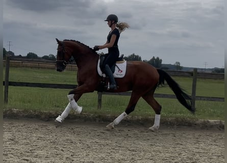 Westfale, Wallach, 4 Jahre, 173 cm, Brauner