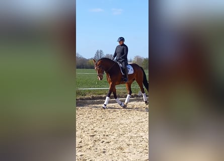 Westfale, Wallach, 4 Jahre, 173 cm, Brauner