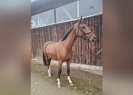 Westfale, Wallach, 4 Jahre, 173 cm, Brauner