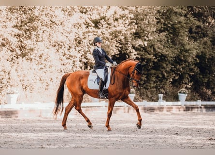 Westfale, Wallach, 4 Jahre, 173 cm, Fuchs