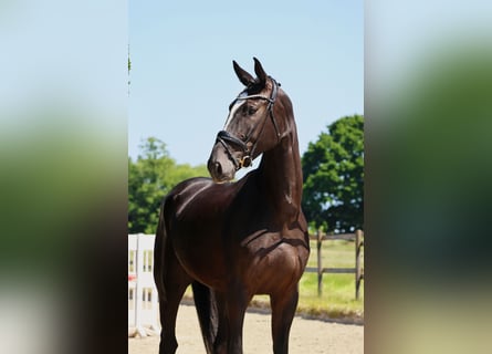 Westfale, Wallach, 4 Jahre, 173 cm, Schwarzbrauner