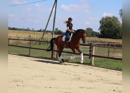 Westfale, Wallach, 4 Jahre, 174 cm, Brauner