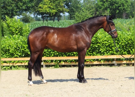 Westfale, Wallach, 4 Jahre, 174 cm, Dunkelbrauner