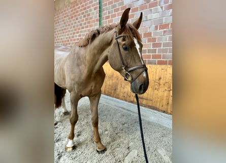 Westfale, Wallach, 4 Jahre, 175 cm, Dunkelfuchs