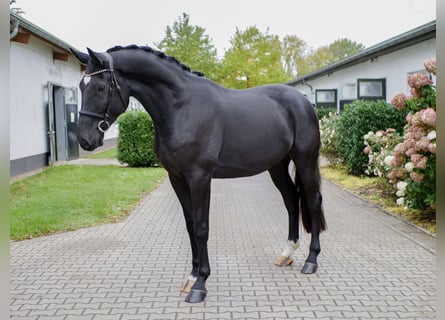 Westfale, Wallach, 4 Jahre, 175 cm, Rappe