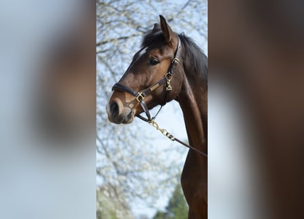 Westfale, Wallach, 4 Jahre, 176 cm, Brauner