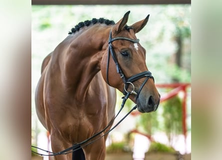 Westfale, Wallach, 4 Jahre, 176 cm, Brauner