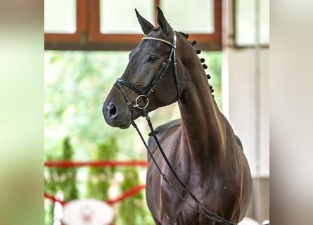 Westfale, Wallach, 4 Jahre, 176 cm, Schwarzbrauner