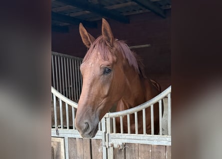 Westfale, Wallach, 4 Jahre, 180 cm, Fuchs
