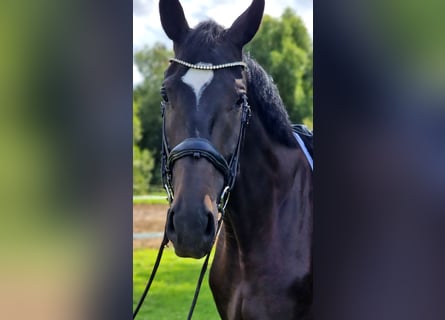Westfale, Wallach, 4 Jahre, 180 cm, Schwarzbrauner