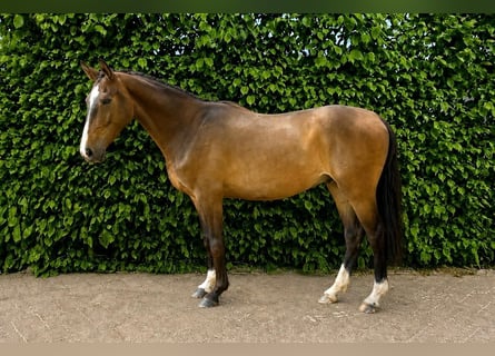 Westfale, Wallach, 4 Jahre, Brauner