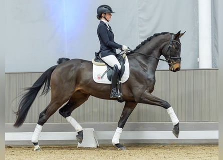 Westfale, Wallach, 4 Jahre, Dunkelbrauner