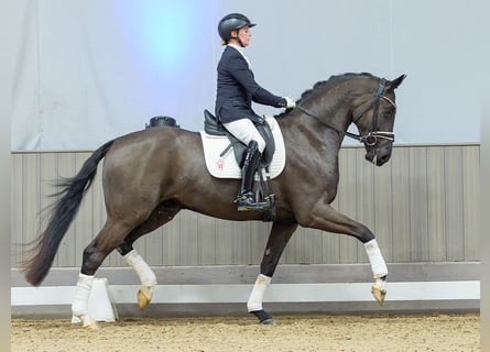 Westfale, Wallach, 4 Jahre, Rappe