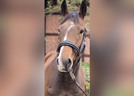 Westfale, Wallach, 5 Jahre, 162 cm, Brauner