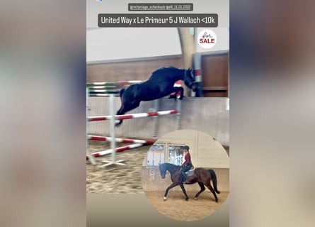 Westfale, Wallach, 5 Jahre, 162 cm, Brauner