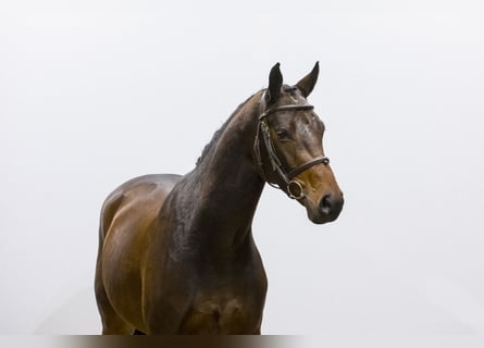 Westfale, Wallach, 5 Jahre, 162 cm, Brauner