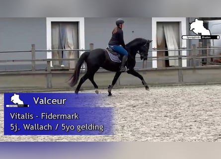 Westfale, Wallach, 5 Jahre, 162 cm, Rappe