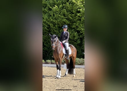 Westfale, Wallach, 5 Jahre, 163 cm, Brauner