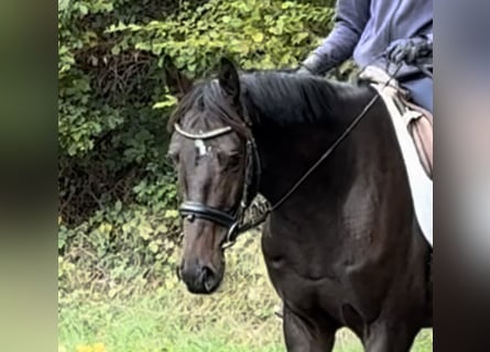 Westfale, Wallach, 5 Jahre, 163 cm, Dunkelbrauner