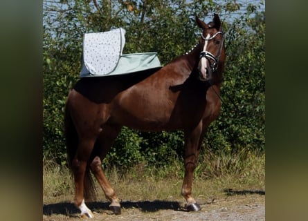 Westfale, Wallach, 5 Jahre, 165 cm, Dunkelfuchs