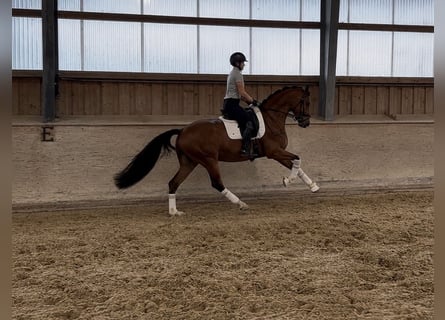Westfale, Wallach, 5 Jahre, 166 cm, Brauner