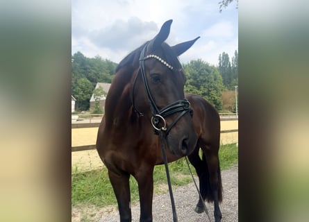 Westfale, Wallach, 5 Jahre, 166 cm, Rappe